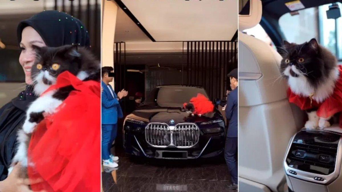 Fakta di balik video pasangan crazy rich belikan mobil untuk kucing peliharaan