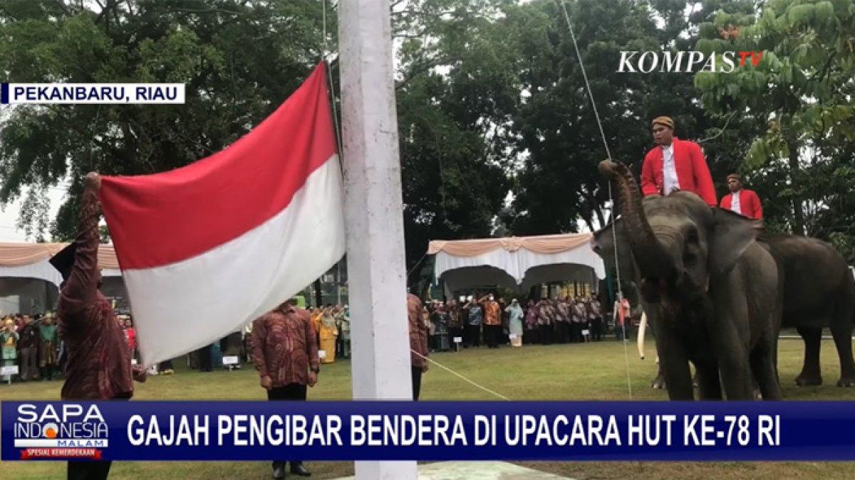 Gajah jadi pengibar bendera di HUT ke-78 RI