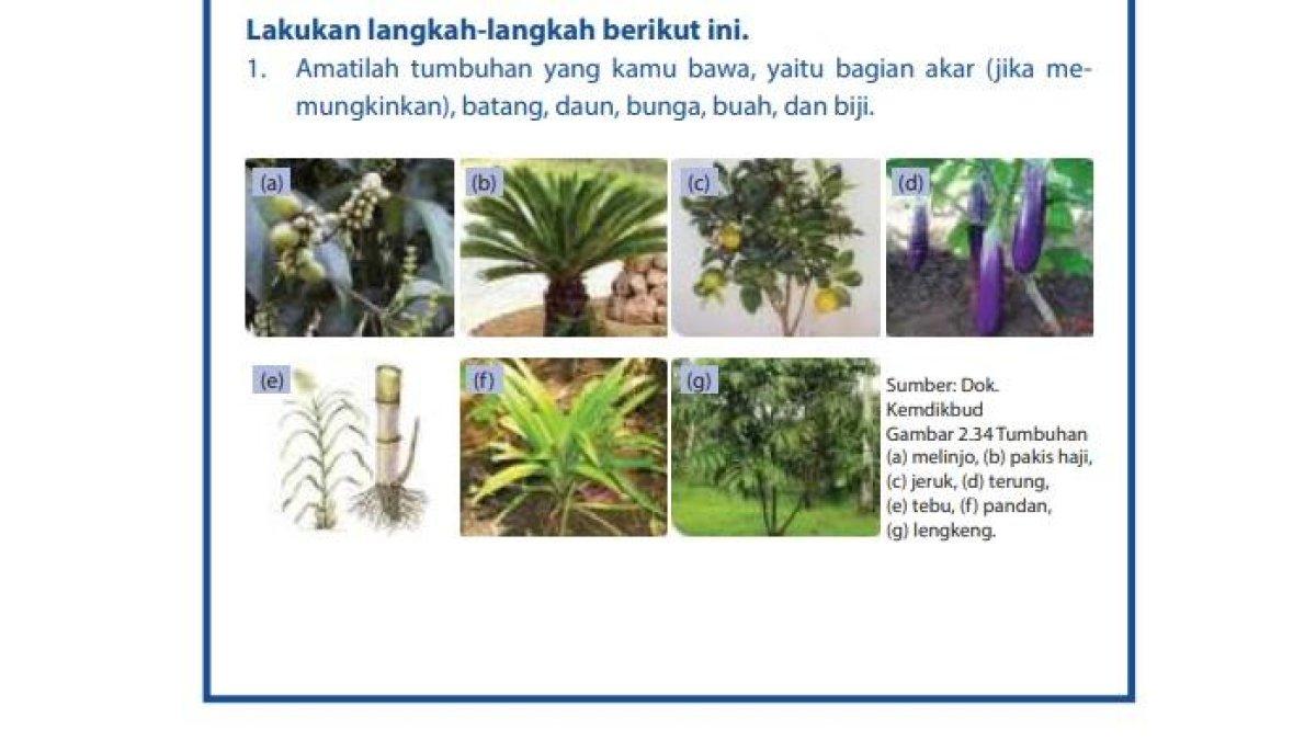 Gambar-334-dalam-buku-IPA-kelas-7-SMP-kurikulum-Merdeka