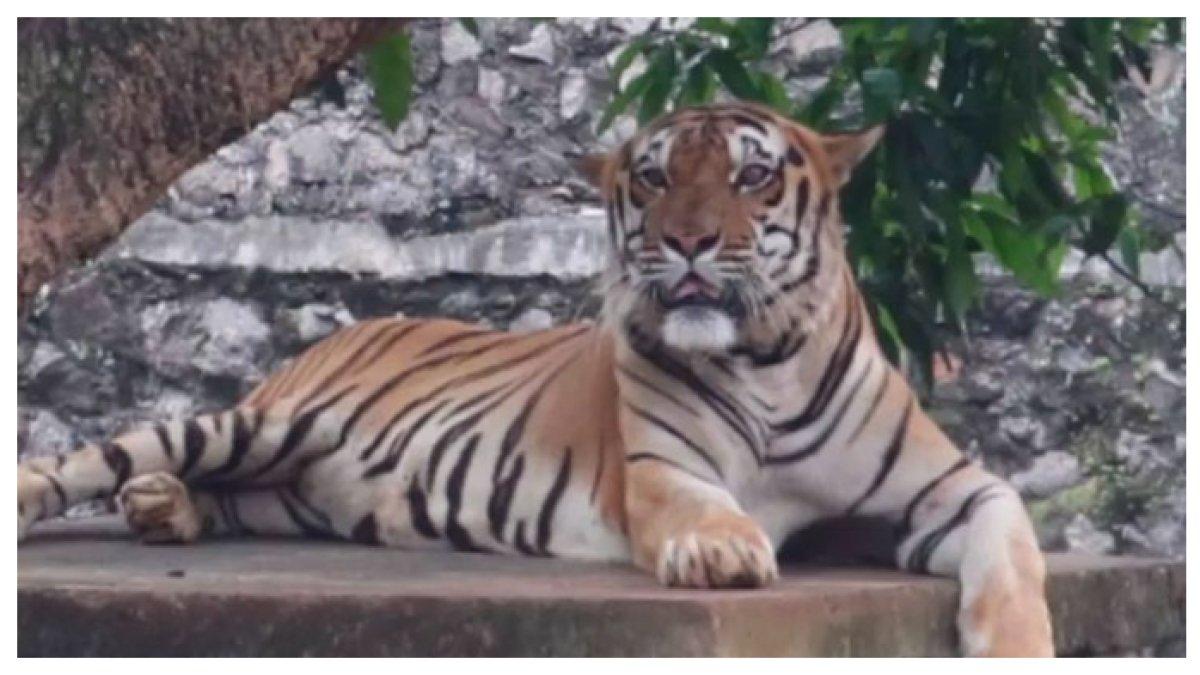 HEWAN HARIMAU - Harimau di Kebun Binatang Ragunan Jakarta tampil megah dengan keanggunannya. Pengunjung dapat melihat langsung satwa langka ini dalam habitat yang mirip dengan alam aslinya.