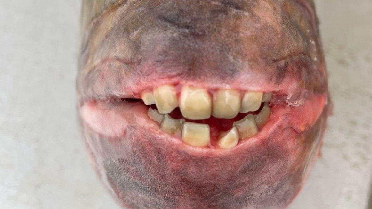 Ikan bergigi mirip manusia