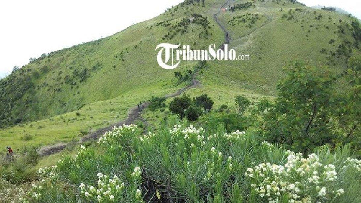 Ilustrasi : Indahnya pucak gunung saat cuaca cerah dihiasi bunga edelweis.