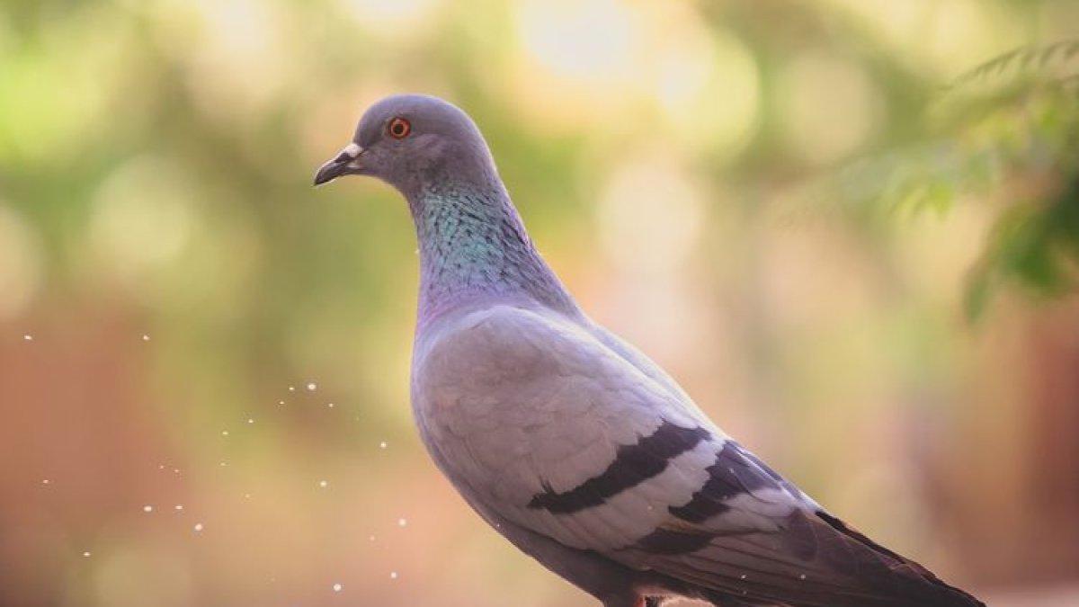 Ilustrasi burung merpati.