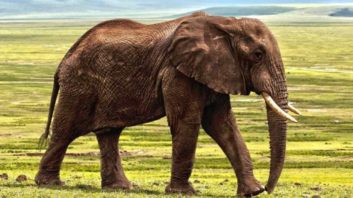 Ilustrasi gajah a