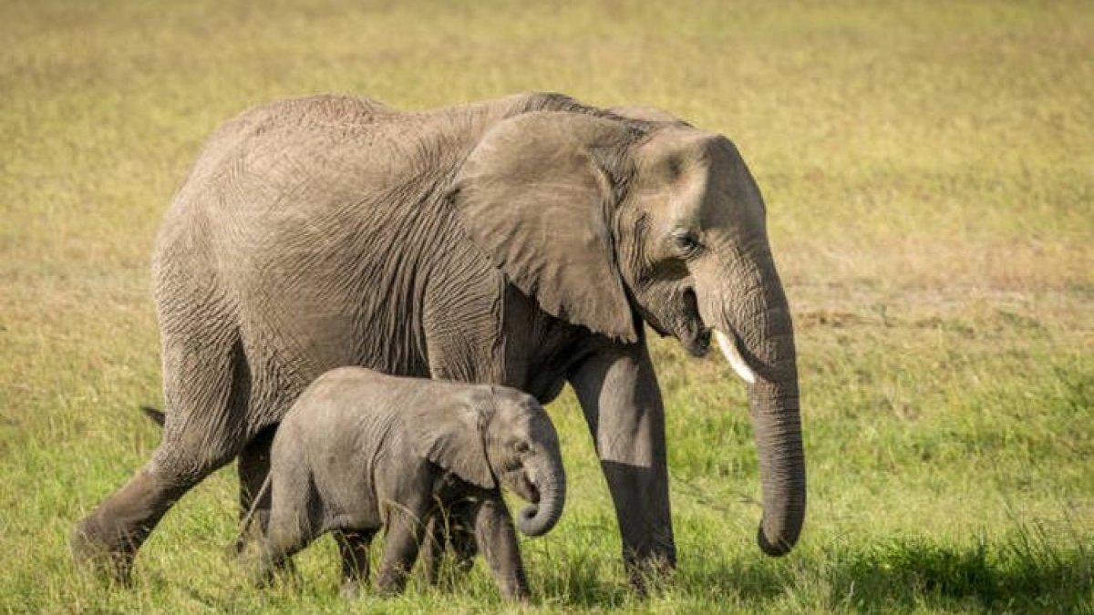 Ilustrasi gajah