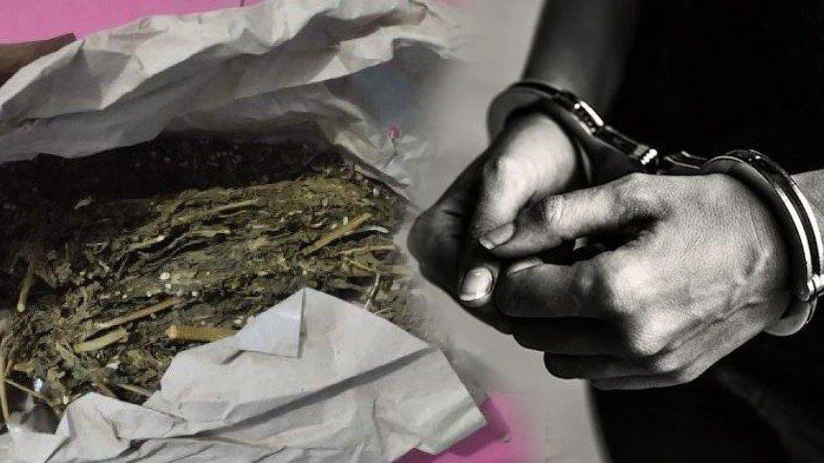 Ilustrasi ganja kering