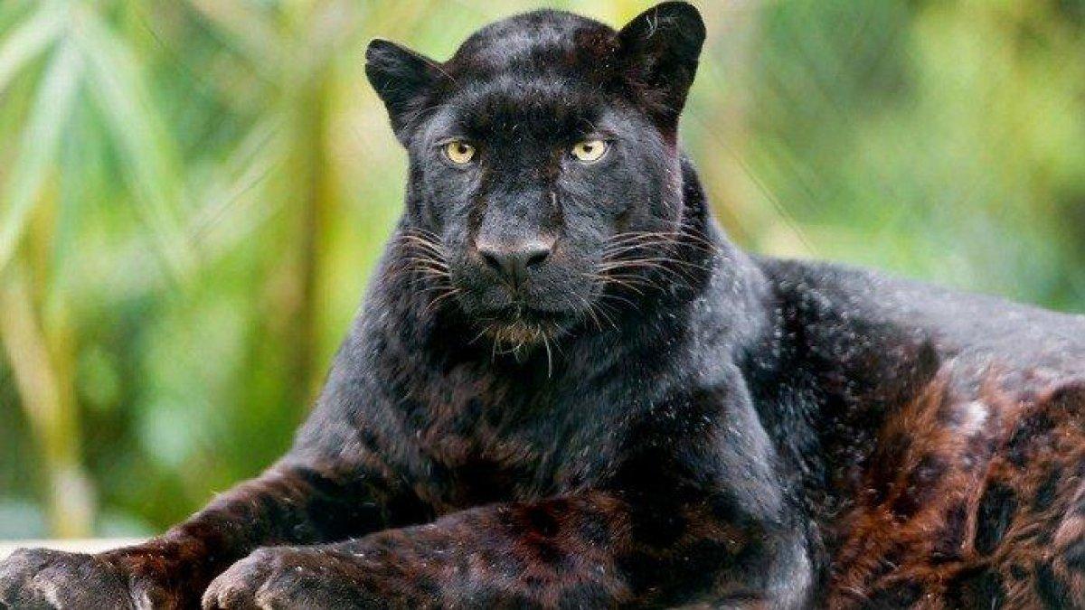 Ilustrasi macan kumbang