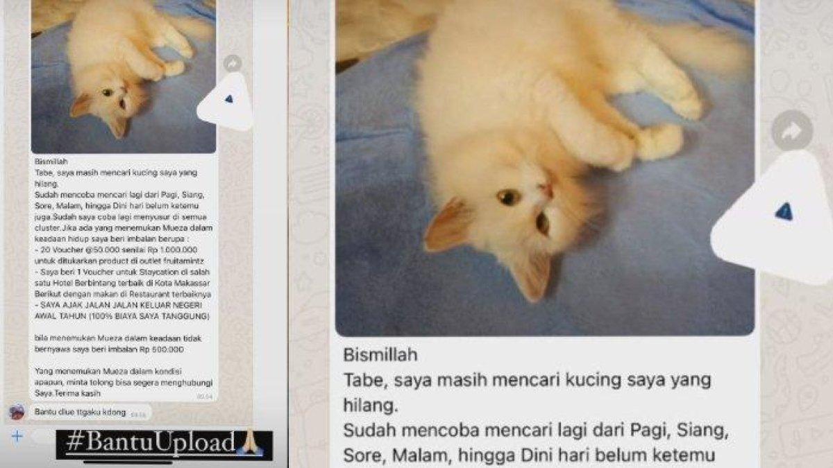 Info sayembara mencari kucing hilang bernama Mueza. Kabarnya, kucing tersebut milik warga perumahan elite Royal Sentraland Makassar BTP, Moncongloe, Kabupaten Maros, Sulsel