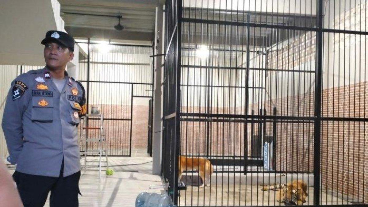 Inilah harimau yang terkam Suprianda hingga tewas