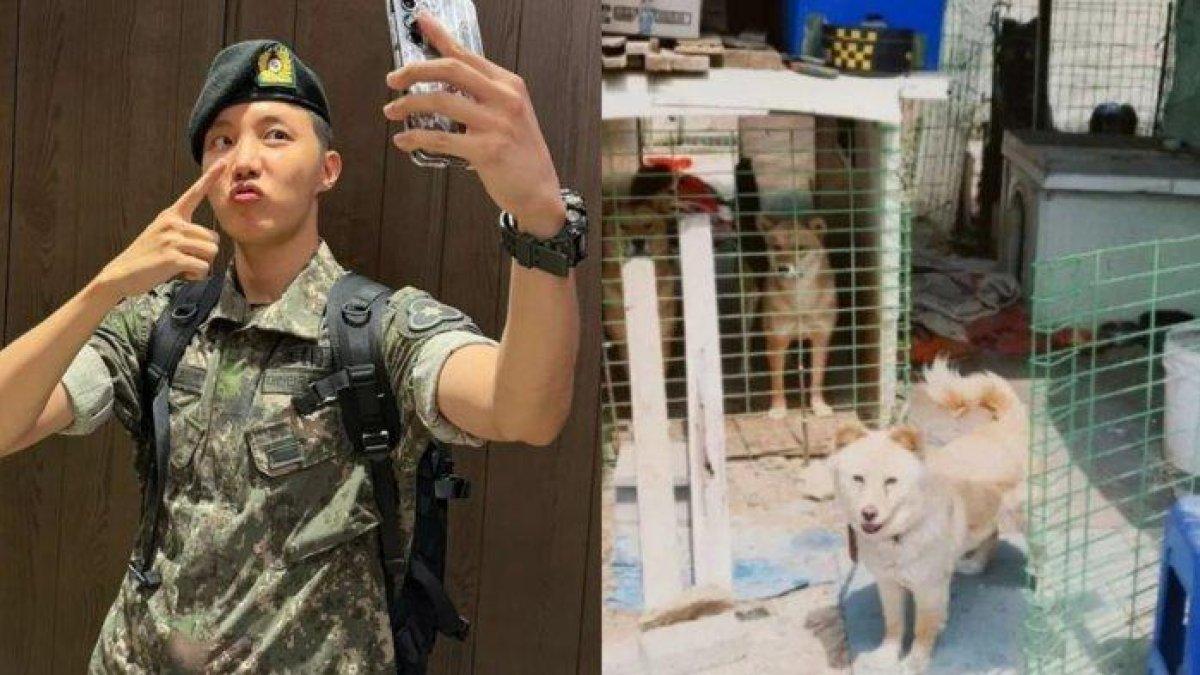J-Hope BTS bantu shelter anjing terlantar di Busan.
