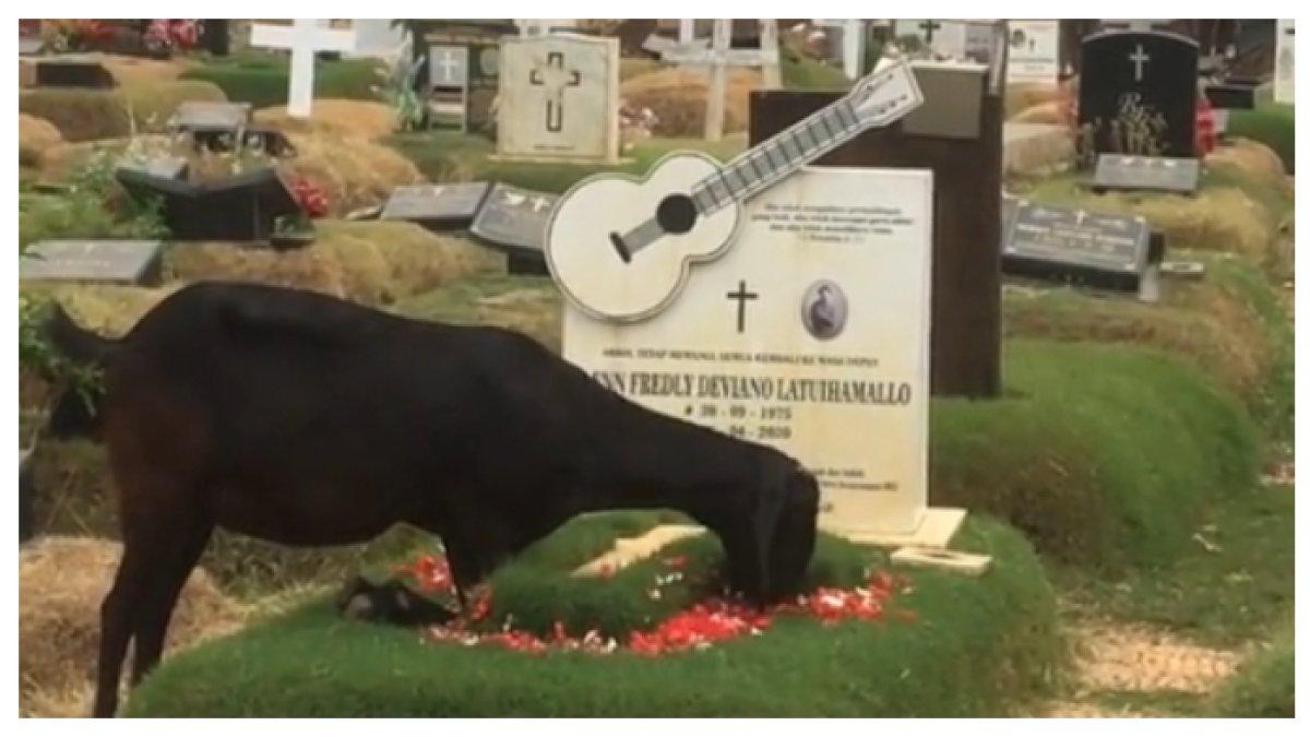 Kambing warna hitam tengah asik makan bunga tabur di atas makam Glenn Fredly.