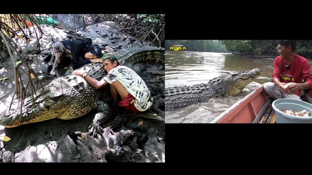 Kedekatan Pak Ambo dengan buaya Riska