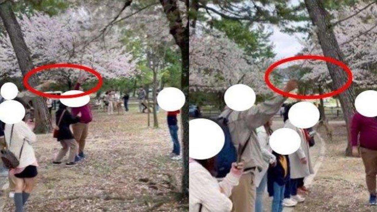 Kelakuan turis Indonesia rontokkan bunga sakura jadi sorotan netizen luar negeri.