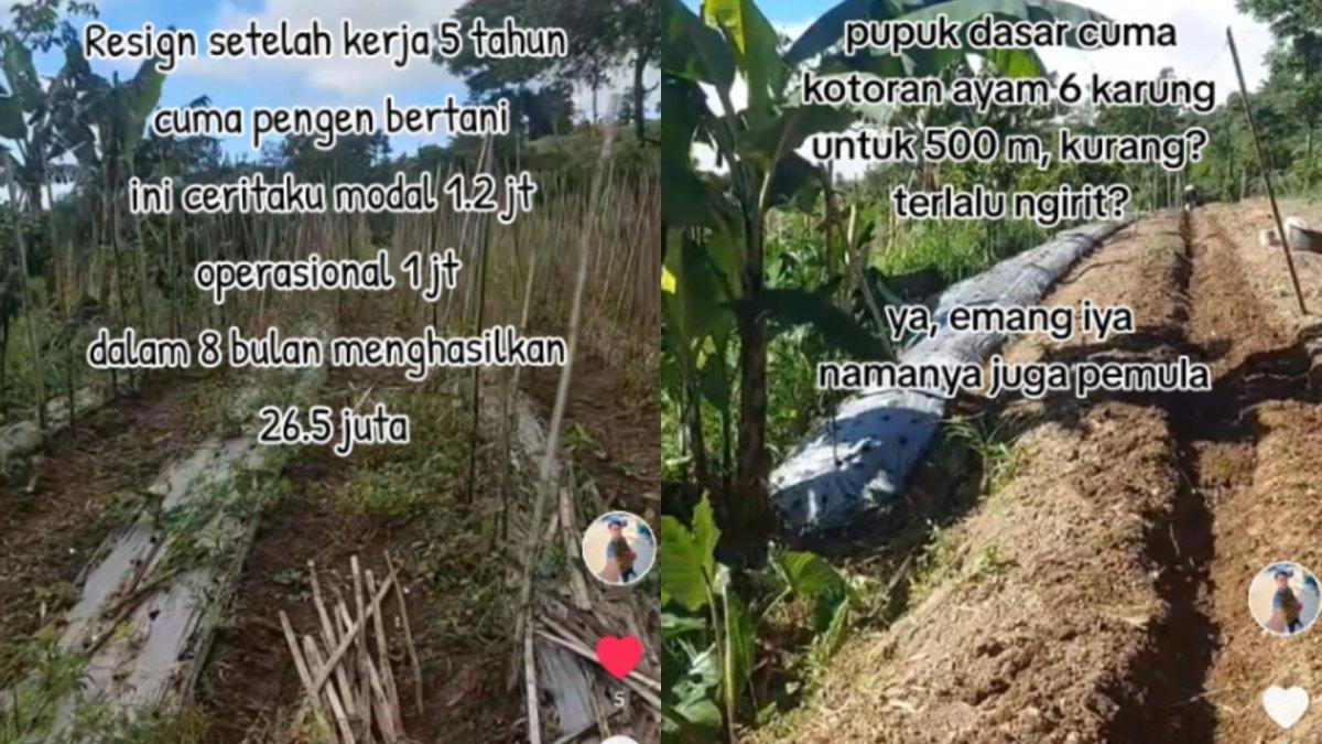 Kisah pria resign lalu memutuskan jadi petani, penghasilan melebihi UMR.