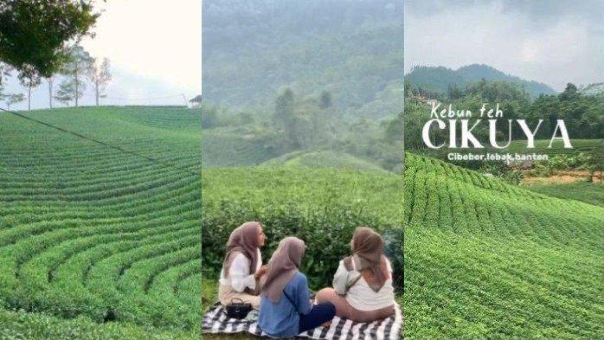 Kolase Wisata Kebun Teh Cikuya Lebak Banten.