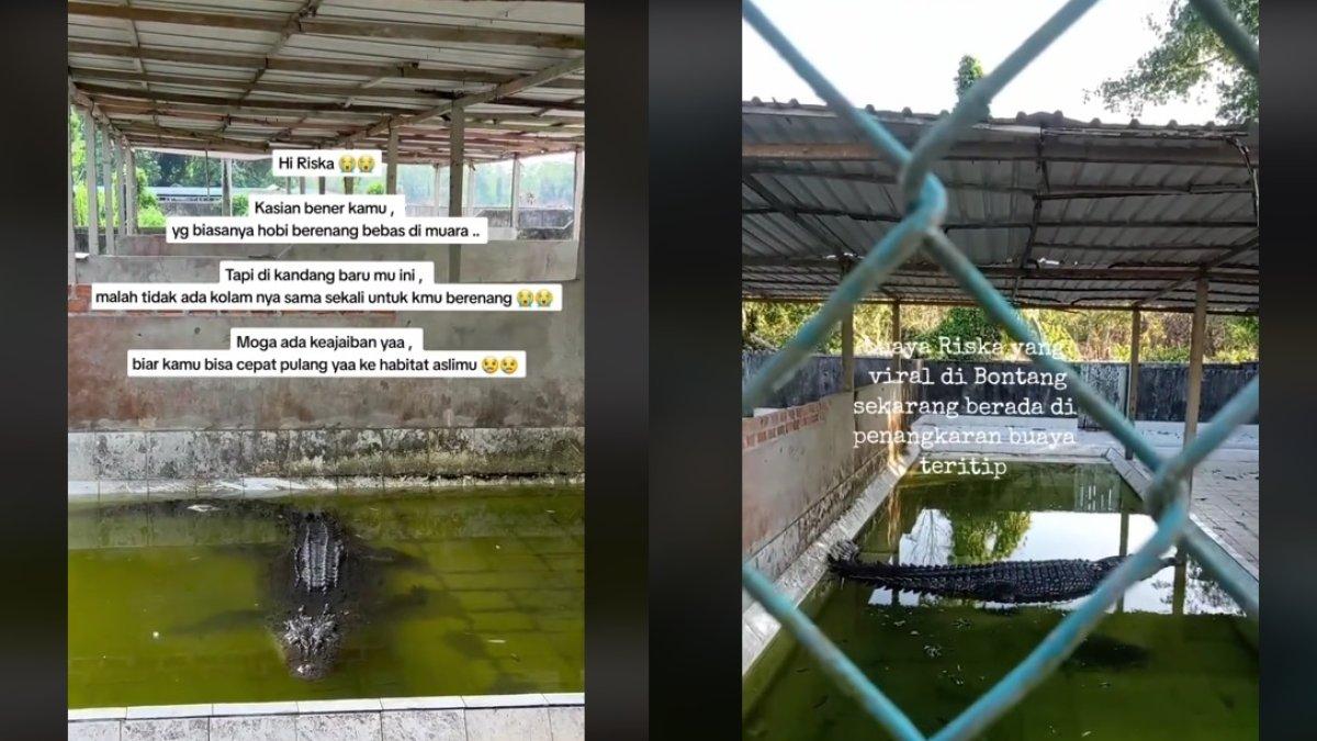 Kondisi kandang buaya Riska di penangkaran