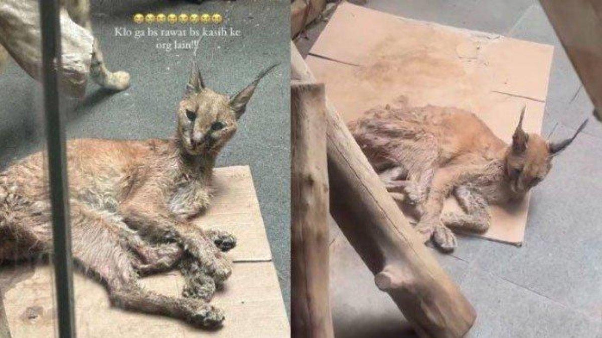 Kondisi kucing hutan peliharaan Okin mantan suami Rachel Vennya