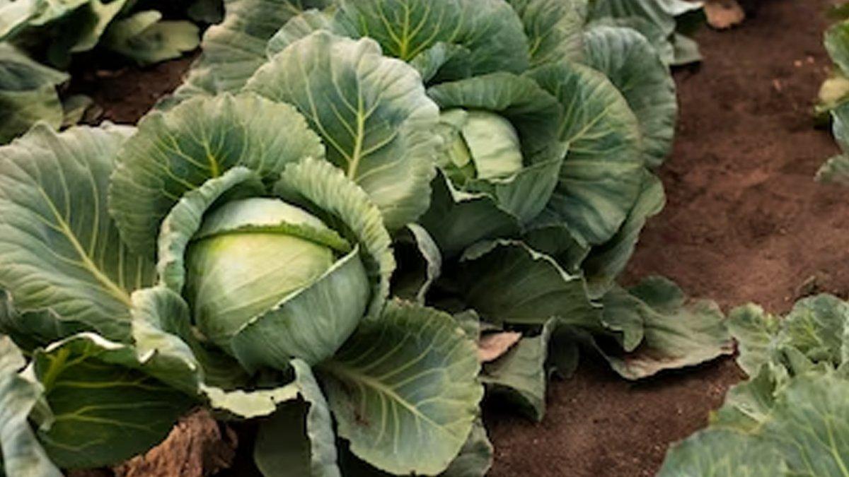 kubis untuk mengobati penyakit kulit