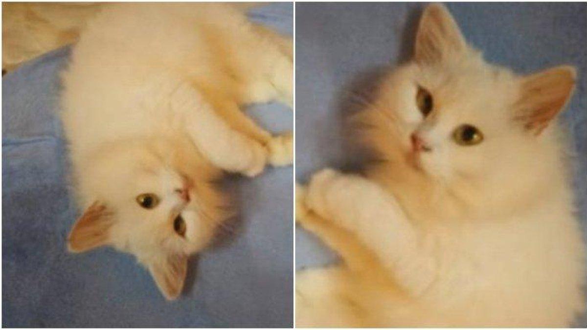 Ilustrasi kucing
