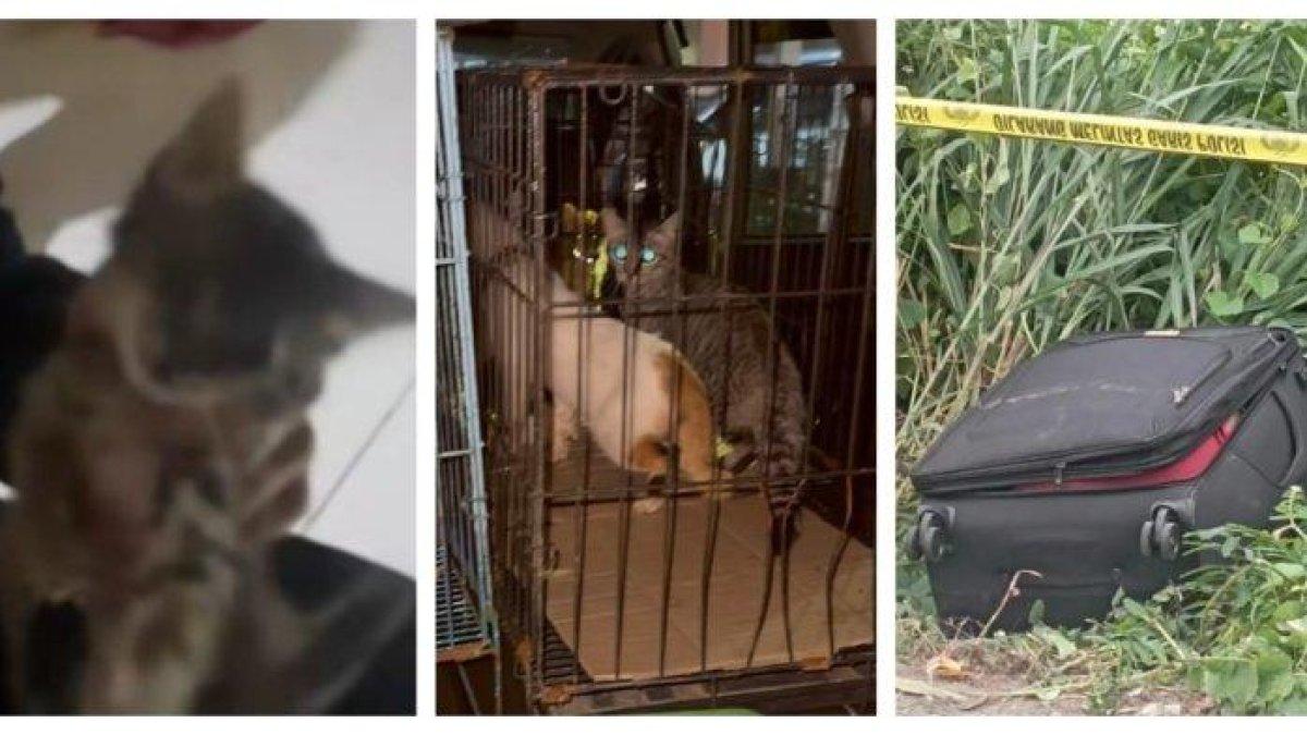 Kucing-kucing piaraan milik wanita yang tewas dalam koper di Cikarang diselamatkan tim aktivis pencinta kucing.