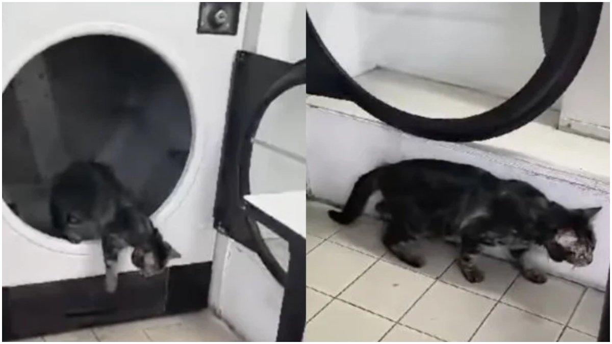 Kucing terjebak di mesin pengering cucian selama 10 menit.