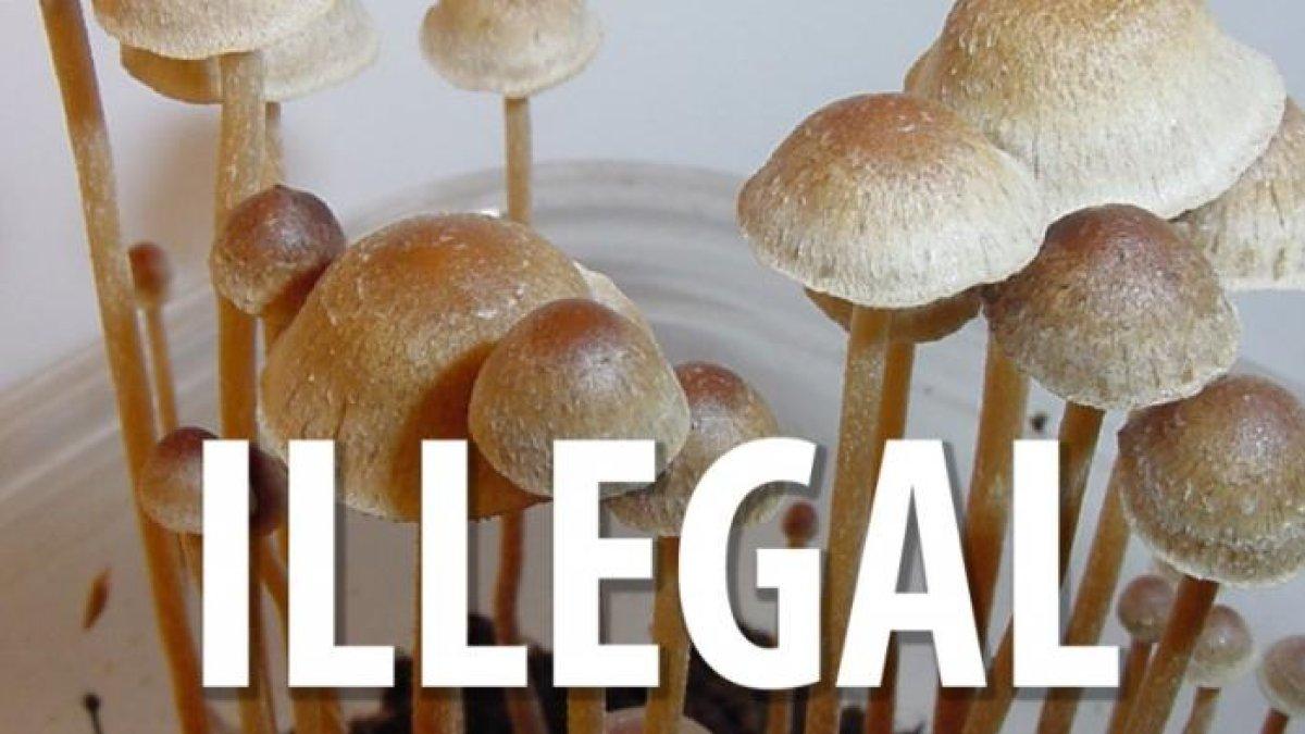 Magic Mushroom atau jamur ajaib