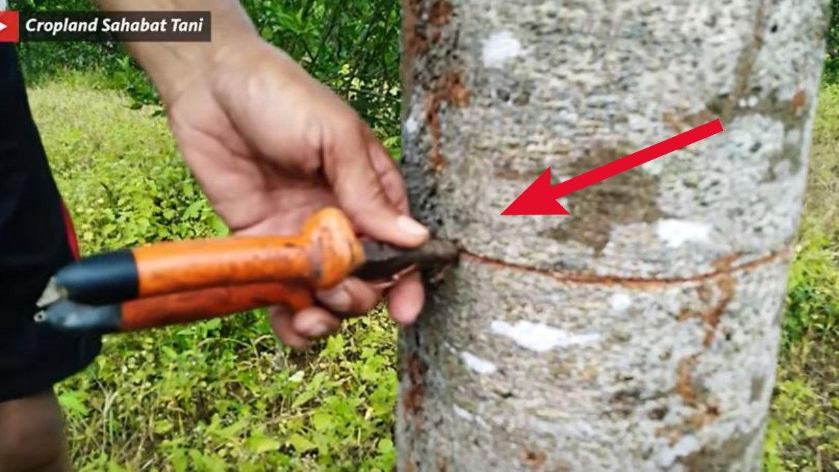 Manjur banget ternyata pohon petai bisa dipanen 3 bulan sekali artinya sepanjang tahun dia berbuah lebat dengan cara ini.