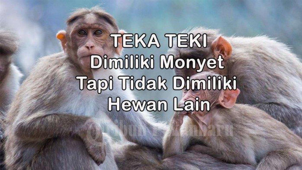 Mari Simak Kunci Jawaban tebak-tebakan apa yang dimiliki monyet tapi tidak dimiliki hewan lain