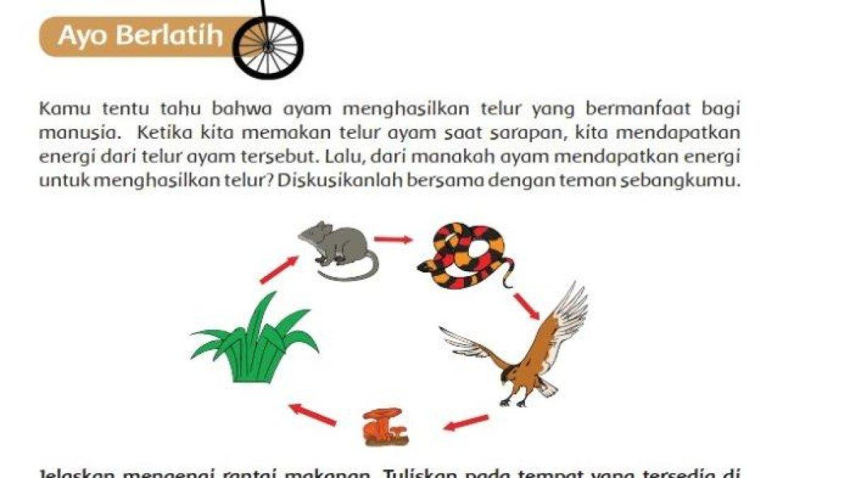Mari simak kunci jawaban soal Tema 5 Kelas 5 SD, Apa yang dimaksud aliran energi pada sebuah rantai makanan ?