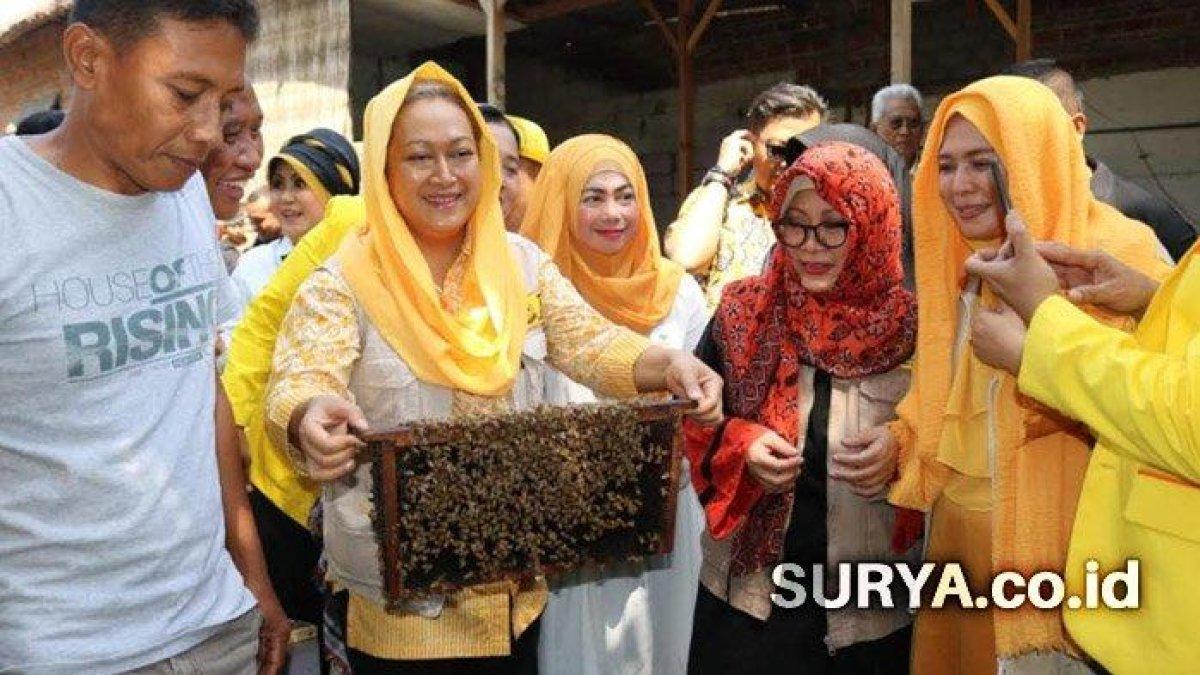 Mbak Mamik dan Mbak Tutut Soeharto panen madu dan padi di Kabupaten Kediri, S