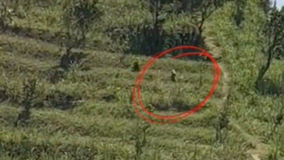 Media sosial dihebohkan dengan video yang menunukkan diduga seekor macan tutul berkeliaran.