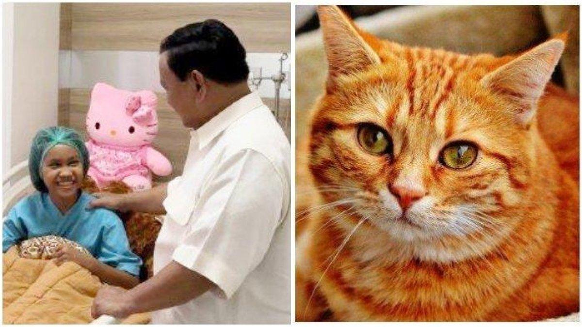 (Kiri) Momen pertemuan Nabila Febrianti 'Pahlawan Penyelamat Kucing' dengan Menhan Prabowo Subianto dan (Kanan) Ilustrasi kucing.