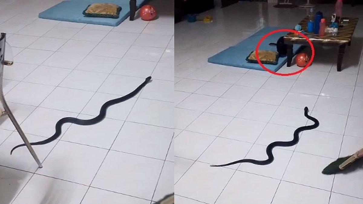 Momen sahur berubah menjadi mencekam setelah ada seekor ular hitam tiba-tiba masuk ke dalam rumah