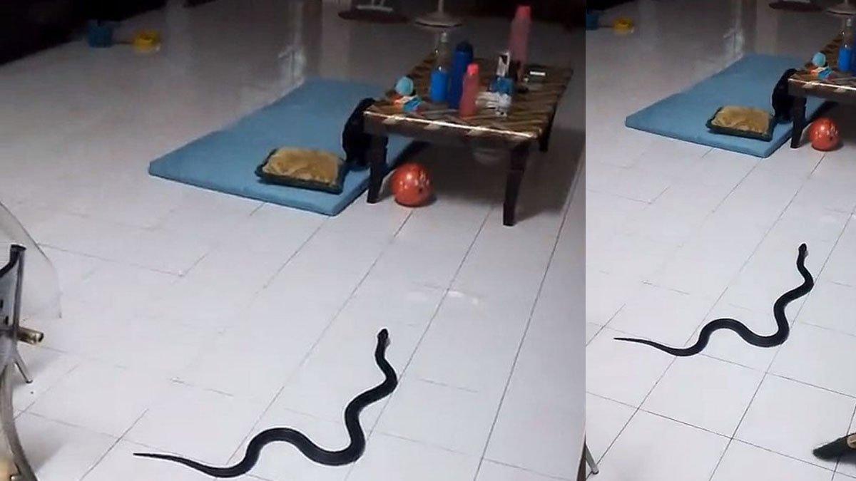 Momen sahur berubah menjadi mencekam setelah ada seekor ular hitam tiba-tiba masuk ke dalam rumah