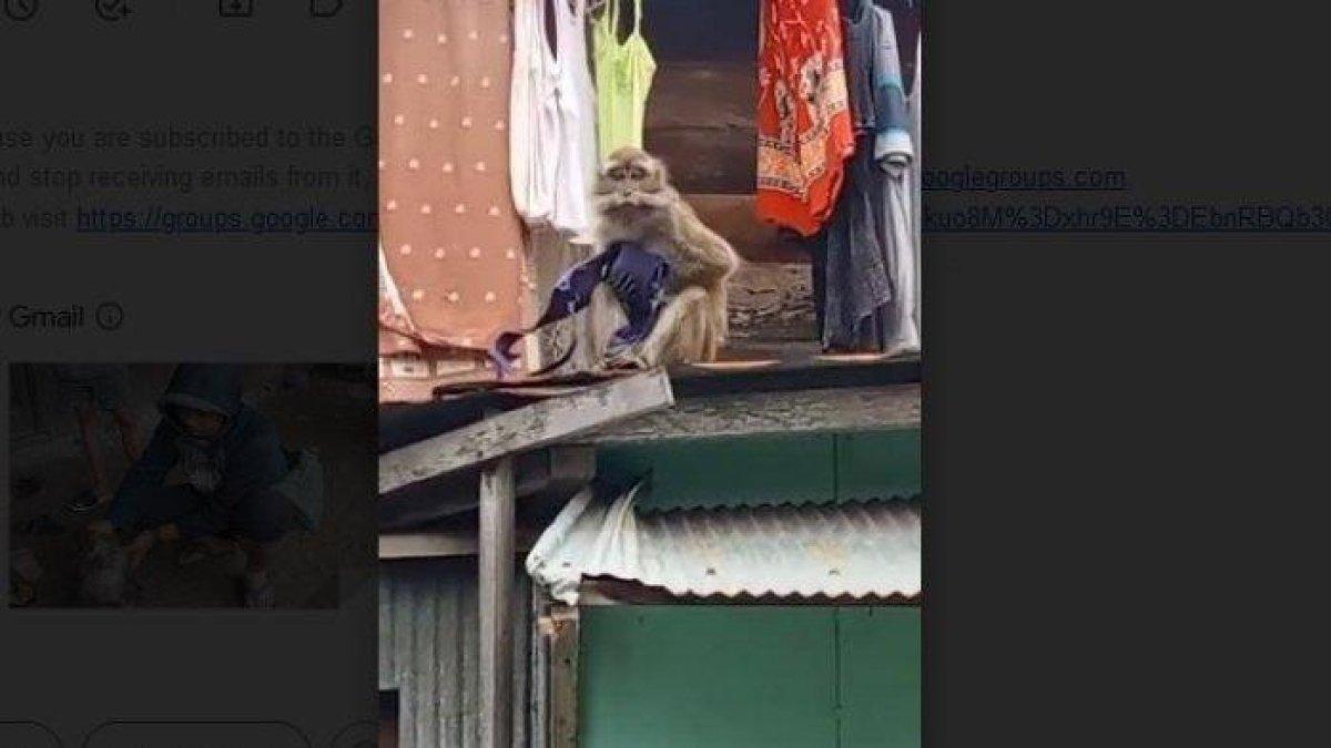 Monyet meresahkan warga, terlihat kedapatan curi pakaian dalam wanita.