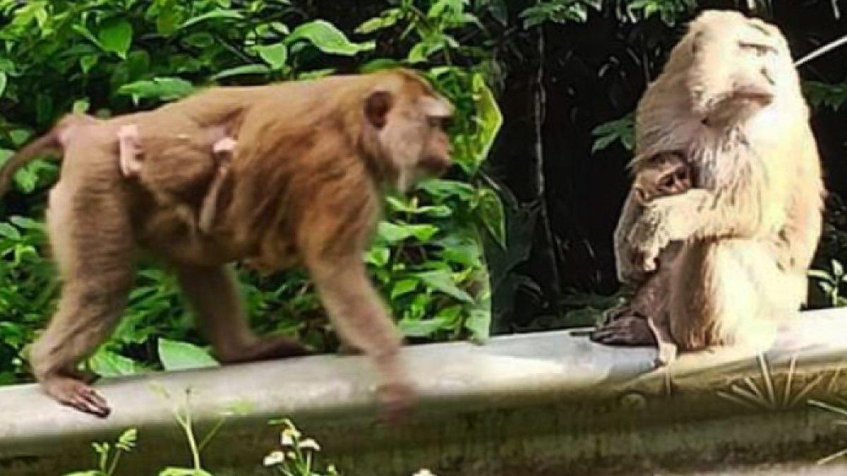 Monyet-monyet itu berlari menuruni tebing mengejar Manee.
