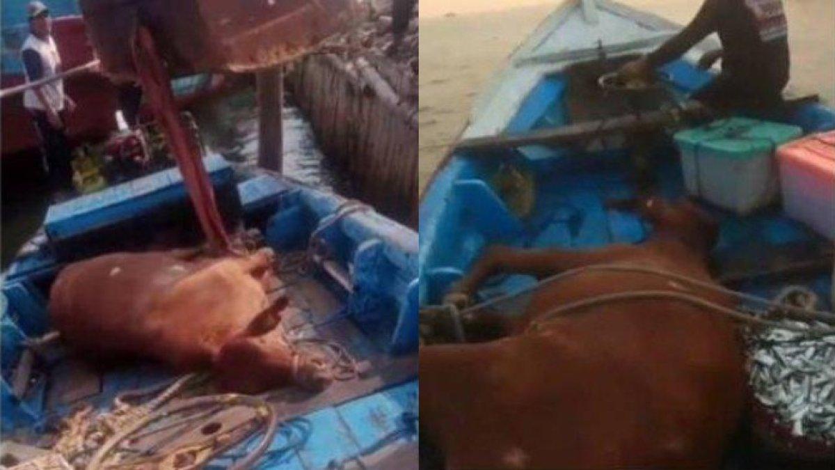 Nelayan di Jakarta temukan sapi hidup saat berburu ikan di tengah laut