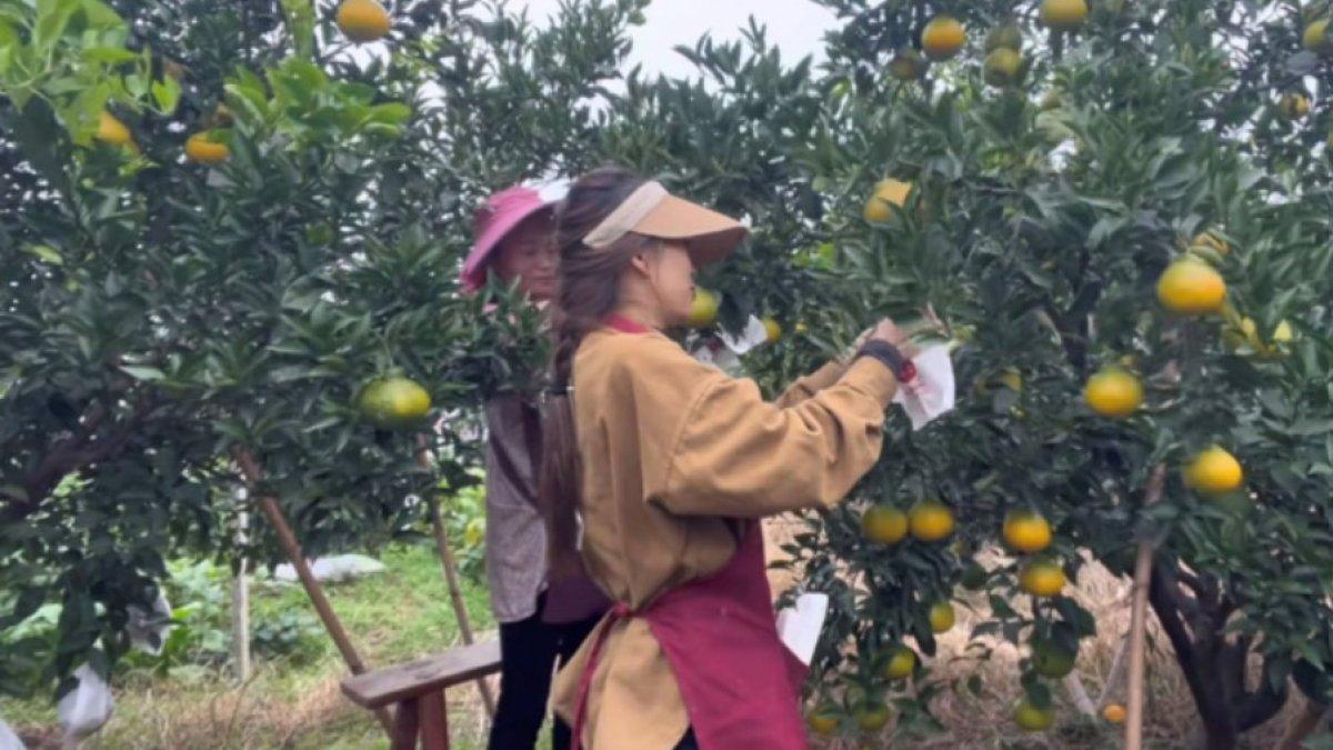 Nha membantu ibu mertua di kebun jeruk