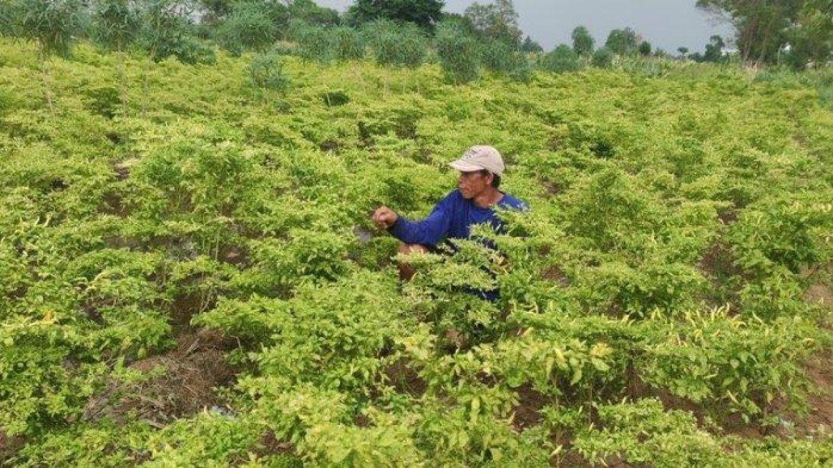 Nintu (50) warga Probolinggo, menunjukkan lokasi sawah miliknya