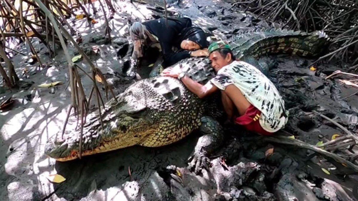 Pak Ambo tolak evakuasi buaya Riska di Bontang