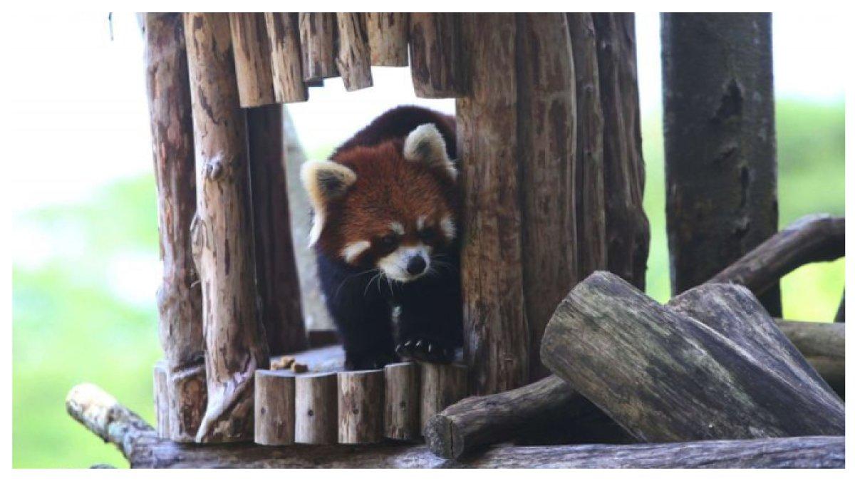 SEOKOR HEWAN PANDA MERAH - Seekor panda merah (Ailurus fulgens) asal China diperkenalkan di Istana Panda Indonesia, Taman Safari Indonesia Bogor, Hewan langka ini berasal dari pegunungan Asia Tengah.