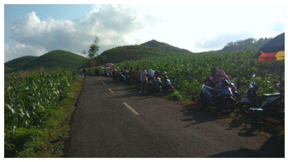 PARA PENGUNJUNG WISATA - Para Mengunjungi Bukit Teletubbies di Dusun Candi , Desa Giring, Kecamatan Paliyan, Gunungkidul.