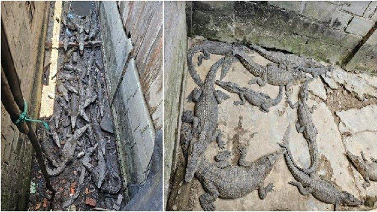 Pekerjaan pemilik rumah dijadikan penangkaran buaya ilegal di OKI, tetangga ungkap baru tahu aktivitas memelihara buaya. Tempat penangkaran buaya ilegal di Desa Terusan Laut, Kecamatan Sp Padang, Kabupaten OKI sebelum ditindak tegas oleh kepolisian.