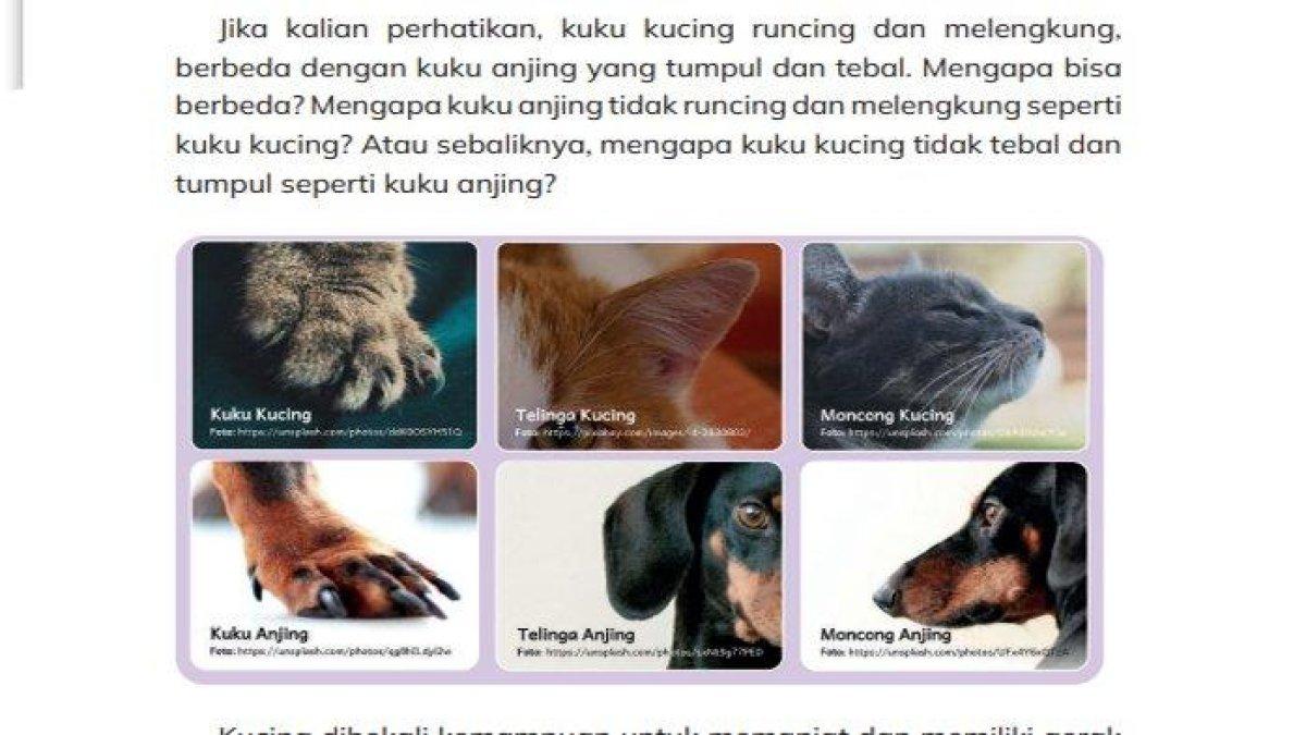 Pelajari kunci jawaban soal IPA Kelas 3 SD Bab 1 halaman 25 Kurikulum merdeka: ada hewan apa saja di sekitarmu?