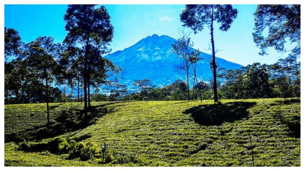 PEMANDANGAN di KEBUN TEH TAMBI - Cuma 16 km dari Wonosobo, nikmati pesona kebun teh dengan pemandangan alam memukau & spot selfie yang bikin liburan makin seru.