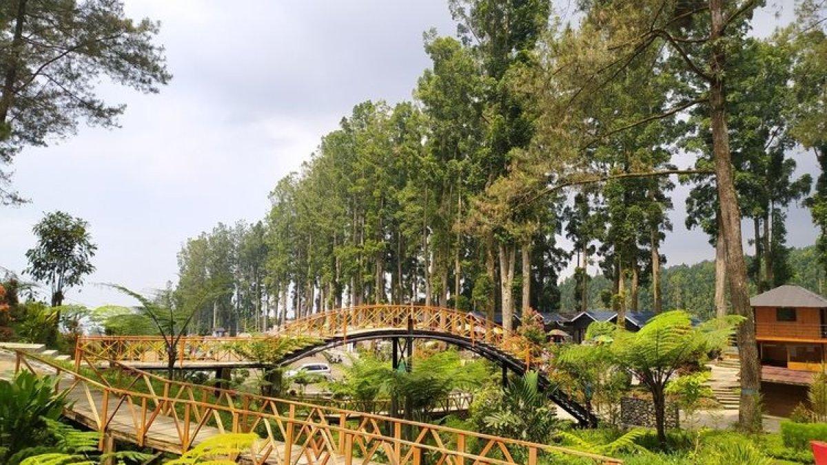 Pemandangan di Hutan Pinus Limpakuwus, Banyumas