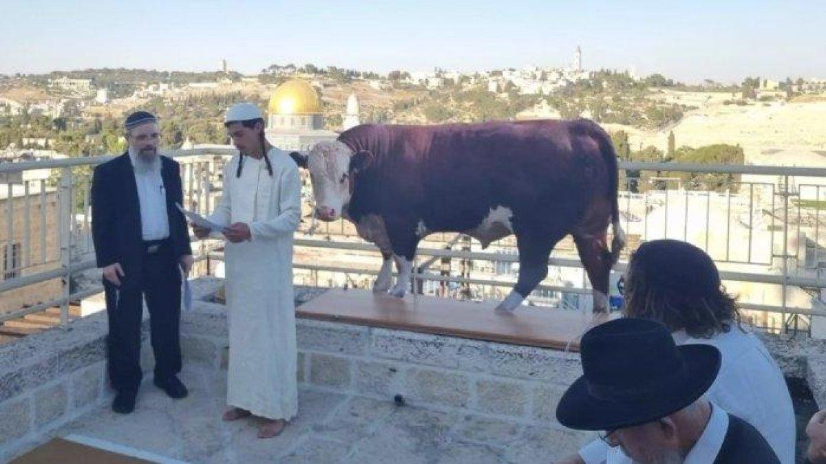 Pemukim agama Israel mempraktikkan ritual sapi merah dengan potongan sapi di depan Masjid Al-Aqsa di Yerusalem.