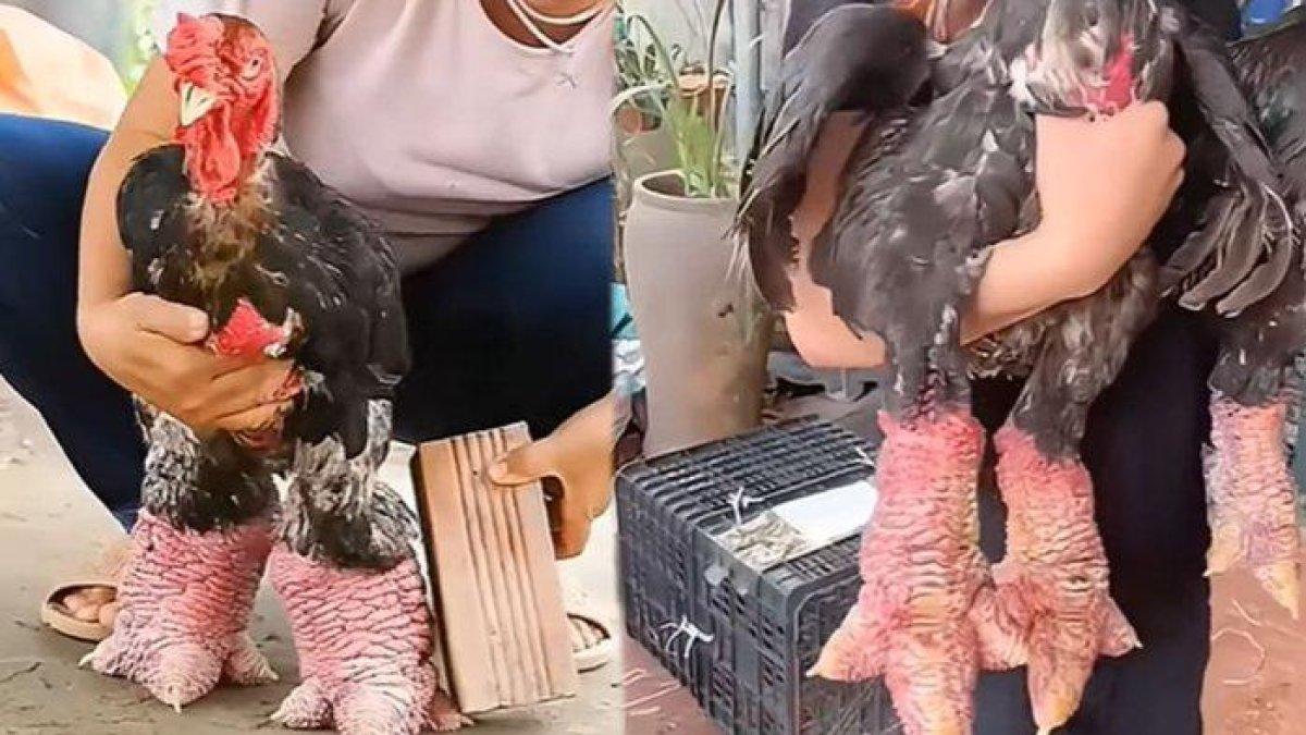 Penampakan ceker ayam Dong Tao