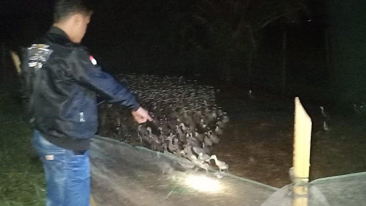 Penampakan ratusan bebek yang dicuri pria inisial HP di di Desa Teluk Meku, Kecamatan Babalan, Kabupaten Langkat, Sumatera Utara, Minggu (1/10/2023)