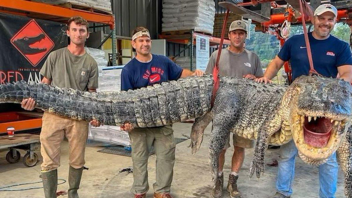 Penangkapan aligator ini mencetak rekor baru di Mississippi menurut pejabat satwa liar setempat.